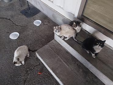 сколько стоят британские котята: Кошки для пристройства - Порода: беспородные, домашние — 3