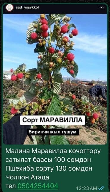 Саженцы малины сорта Маравилла. Особенности: - Крупноплодный at lalafo.kg Саженцы малины сорта Маравилла. Особенности: - Крупноплодный