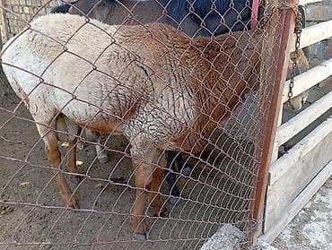 хвостики свеклы: Продаю | Овца (самка) | Для разведения — 1