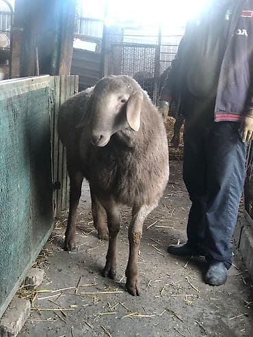 Продаю | Овца (самка) | Для разведения