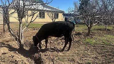 кекилик бишкек: Сатам | Кунаажын | Симментал | Союуга, Көбөйтүү үчүн, Сүт алуу үчүн | Асыл тукумдуу, Кысыр, Жасалма уруктандырылган — 7