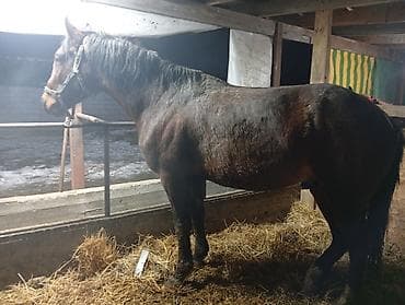 Аквариумы: Продаю | Жеребец | Конный спорт — 2