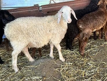 утята муларды купить: Продаю | Овца (самка) | Полукровка | Для разведения — 1