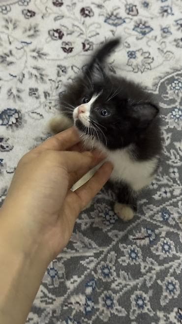 кошка манчкин: Котёнок, окраса «чёрный с белым» (тигровые лапки-носочки и белая — 3