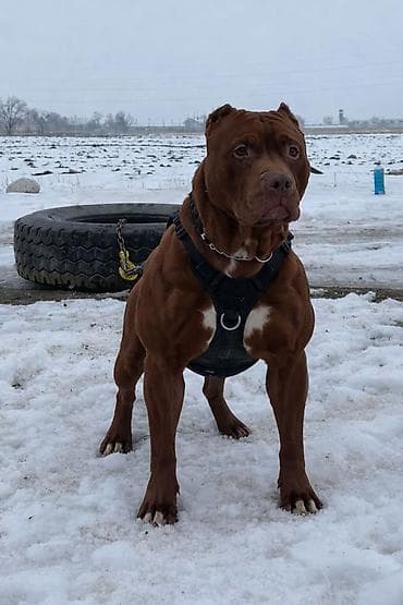 джек рассл терьер: Вязка: Американский булли, Самец, 1 год, С прививкой, С родословной — 9