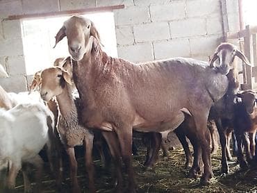 животные кошки: Продаю | Баран (самец) | Для разведения — 1