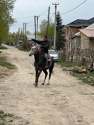 ротвейлер щенок купить: Продаю | Жеребенок | Рабочий — 3