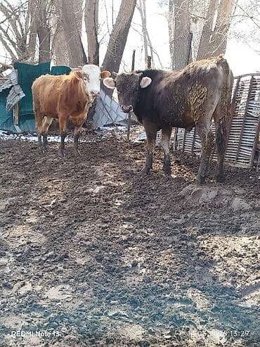 Коровы, быки: Продаю | Бык (самец) — 4
