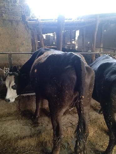 продаю кобылу: Продаю | Корова (самка) | Полукровка | Для молока | Привязанные — 1