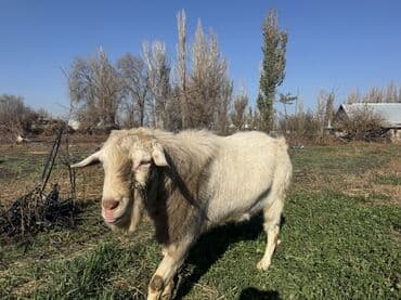 Собаки: Продаю | Козёл (самец) | Зааненская | Для разведения | Осеменитель — 4