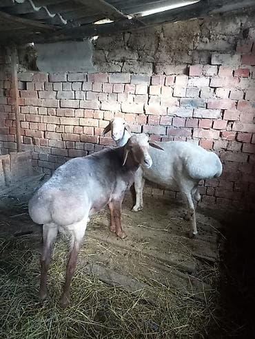 резиновые коврики бишкек: Жаш козу кочкорлор сатылат 2 — 4