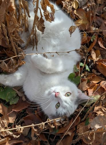 5 месяцев, Девочка, Приучена к лотку at lalafo.kg 5 месяцев, Девочка, Приучена к лотку