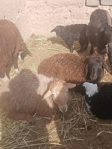 отходы для животных: Продаю | Овца (самка) | Для разведения | Племенные — 1
