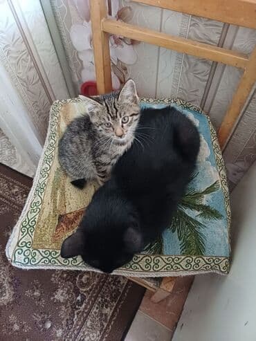 бенгальская кошка домашняя: 2 айлык, Эркек, Лотокко барууга үйрөтүлгөн — 8
