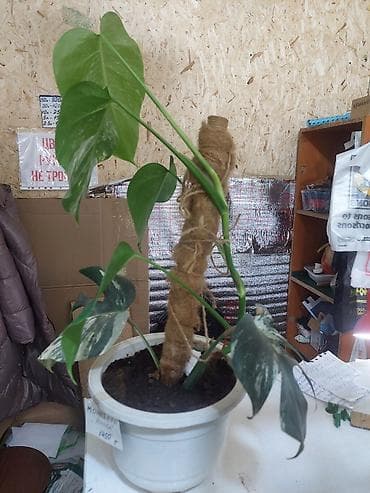 дорого: Монстера вариегатная (Monstera deliciosa variegata) — укоренённые — 3