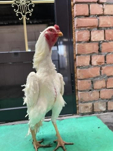 охотничий спаниель: Продаю | Петух | Бойцовая | Для разведения — 1