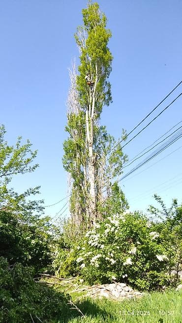 цветы дерево: СПИЛ ДЕРЕВА — 1