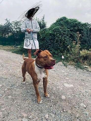 Продажа собак: Питбуль, 2 года, Самец — 2