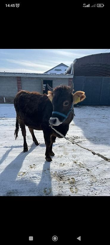 animal pack: Продаю | Корова (самка) | Для разведения | Стельные — 4