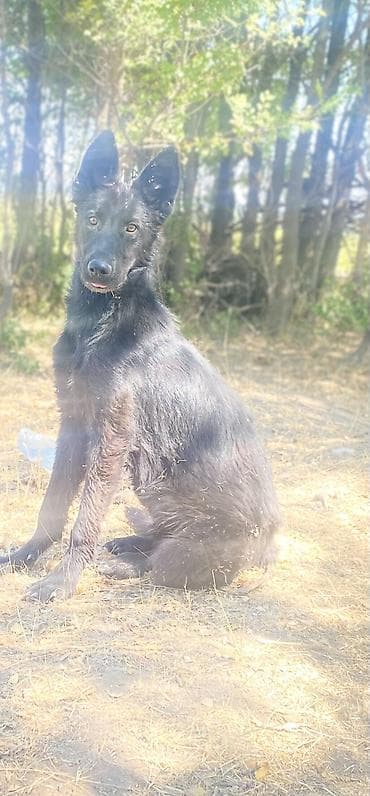 Вязка собак: Восточноевропейская овчарка, 8 месяцев, Самец, С прививкой — 3