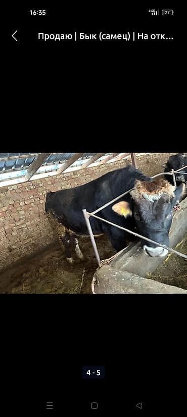 Продаю | Бык (самец) | На откорм | Привязанные