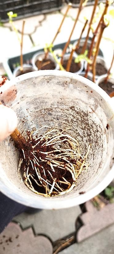 виноград корейский купить: Саженцы винограда. Пино, каберне, мускат, ркацетелли. годовалые — 3