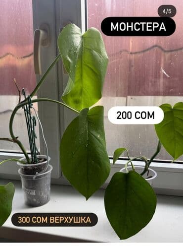 продам рассаду: Монстера деликатесная монстера минима 250-300 сомцена на фото — 4
