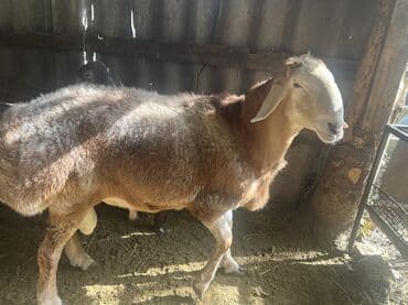 немецкая овчарка черная щенок купить: Продаю | Баран (самец) — 4