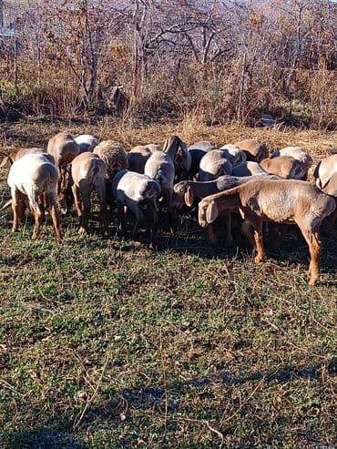 Собаки: Продаю | Овца (самка) | На забой | Племенные — 3