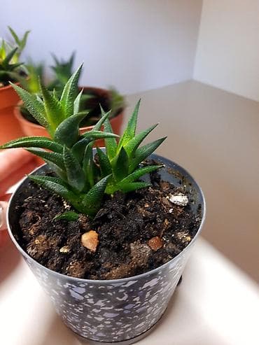 Суккулент Haworthia (хауортия), компактный розеточный вид. маленькие lalafo.kg да Суккулент Haworthia (хауортия), компактный розеточный вид. маленькие