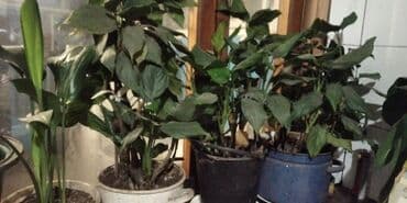 цветы женское счастье: Продаю цветы "женское счастье".большие кусты — 2