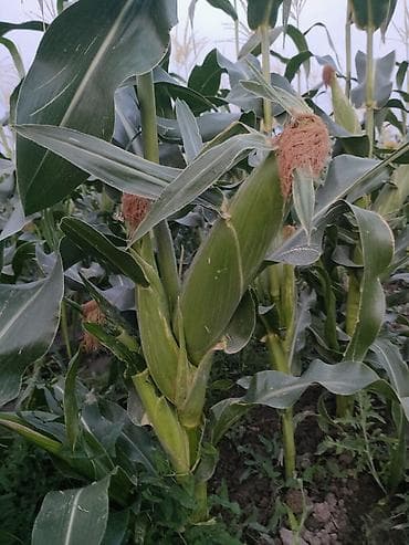 Продукты питания: Кукуруза Оптом — 3