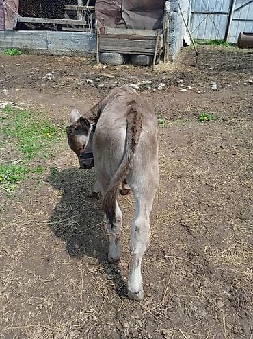 ветеринар бишкек: Продаю | Бык (самец) | На откорм | Привязанные — 1