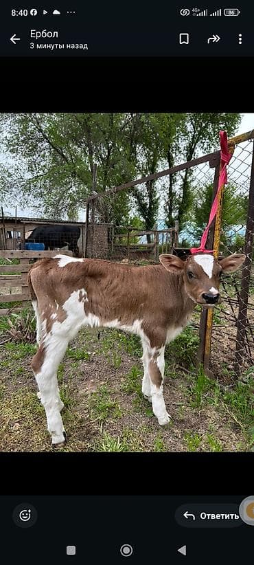 тюк люцерна: Продаю | Музоо, торпок | Швицкая | Для молока | Привязанные — 2