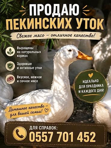молоко варка: Пекинские утки — свежее мясо отличного качества. Номер - Выращены на — 1