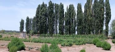 куплю дом нижний аларча: Дом, 3000 м², 6 комнат, Собственник, Косметический ремонт — 5