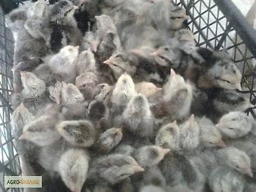 голубей бишкек: Суточные цыплята кученская юбилейная, австралорп чёрно пестрый и — 5