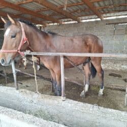 домик для собака: Сатам | Жылкы (эркек) — 1