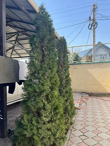 купить кустарники декоративные: Туи и декоративные кустарники для ландшафтного озеленения. Состав: - — 5