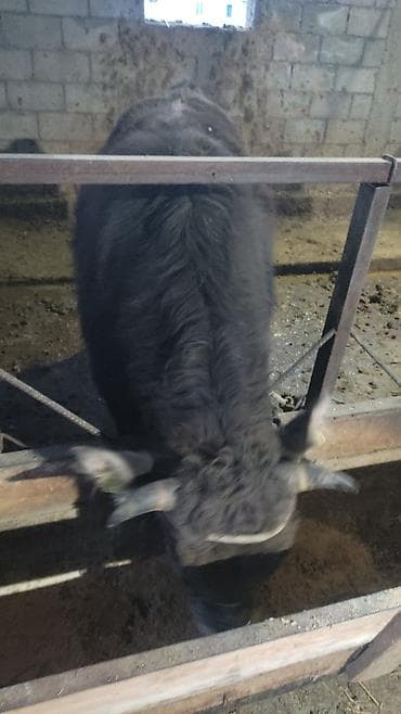 жирные быки: Продаю | Бык (самец) | На откорм | Привязанные — 2