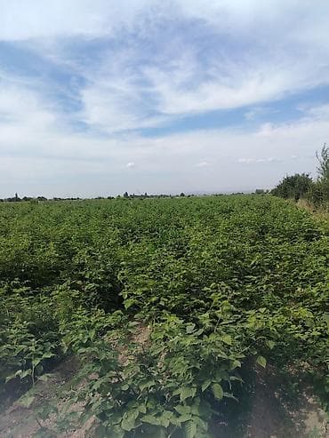 пром земли: 2 соток, Для сельского хозяйства, Договор купли-продажи — 2