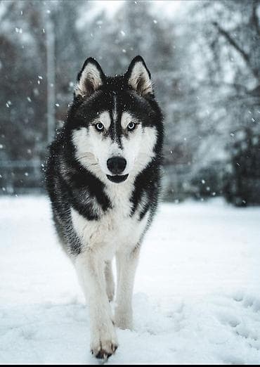 Сибирский хаски, классический черно-белый окрас с маской и голубыми