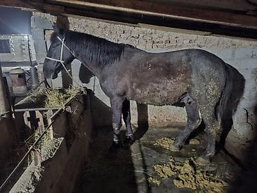 Лошади, кони: Продаю | Конь (самец) | На забой — 6