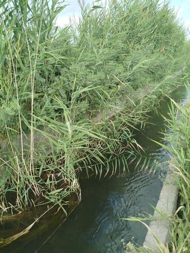 продаю дом бишкек сокулук: 500 соток, Айыл чарба үчүн, Кызыл китеп — 5