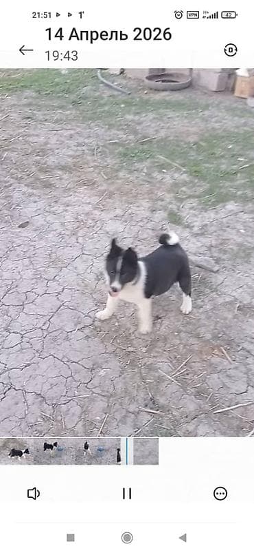 ит питбуль: Щенок сибирско-европейского типа (похож на лайку/северную пастушью — 3