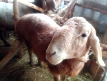 заненская коза: Продаю | Козлёнок | Для разведения — 10