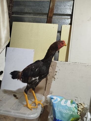 голуби павлины: Продаю | Петух | Для разведения — 2