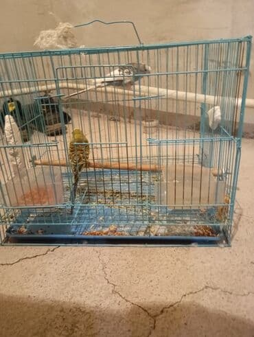 Продаются 2 попугаев волнистые попугаи вместе с кледкой at lalafo.kg Продаются 2 попугаев волнистые попугаи вместе с кледкой