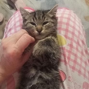 фри пир: Кошка даром: Беспородная, 3 месяца, Мальчик, Приучена к лотку, Проглистована — 3