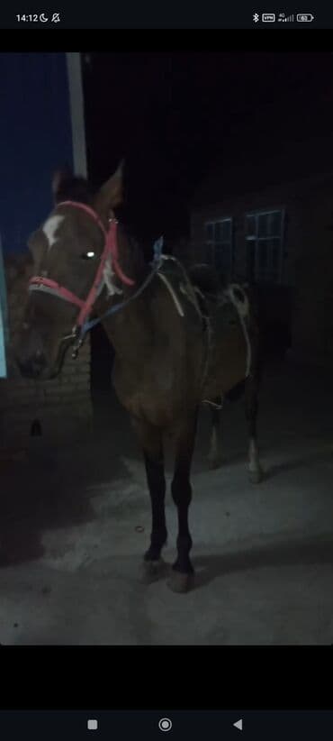 Продаю | Жеребец | Конный спорт